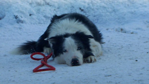 Messi, a border collie, plays the family dog Snoop in "Anatomy of a Fall." (Neon)