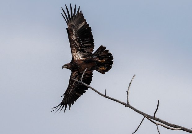 A juvenile bald eagle soars at Big Marsh Park in Chicago on March 22, 2021. (Jose M. Osorio/ Chicago Tribune)