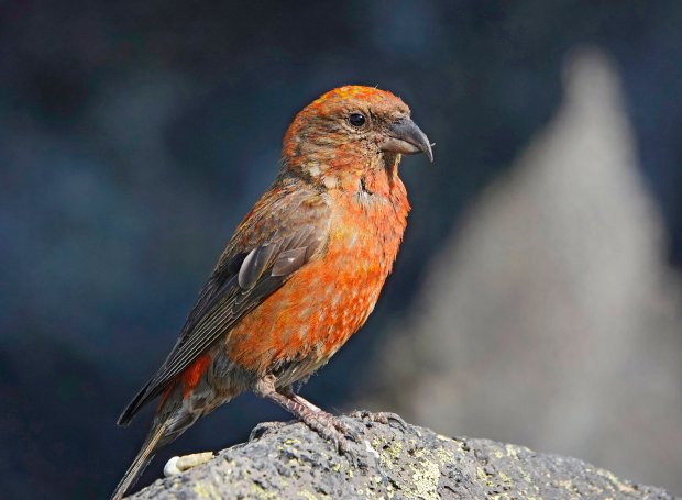 A red crossbill is shown in the Cascade Mountains of central Oregon. Buddy Mays/Getty