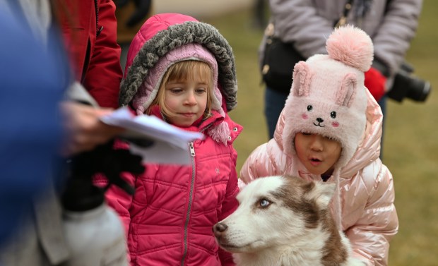 Sharing an encounter with Bowie, a Siberian Husky of the High Flying Huskies dog sled team, are, from left to right (in bright pink jacket) is Diana Kesarchuk, 4, of Vernon Hills and (in light pink jacket) Eleen Wu, 4, also of Vernon Hills at Winterfest in Vernon Hills at Century Park Arboretum on Feb. 3, 2024.