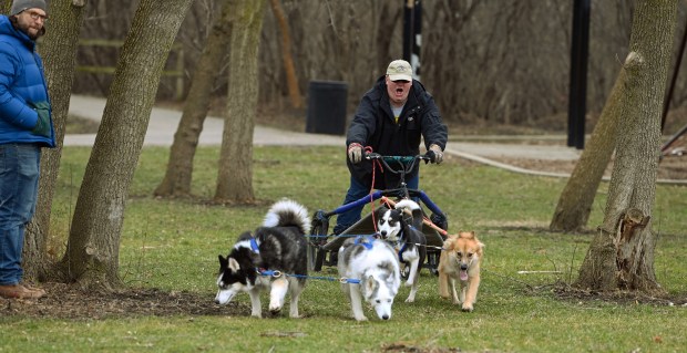 Jason Hussong, owner/dog trainer/musher with Doggie Development Academy of Machesney Park, Illinois, leads the High Flying Huskies dog sled team during a demonstration at Winterfest in Vernon Hills at Century Park Arboretum on Feb. 3, 2024.
