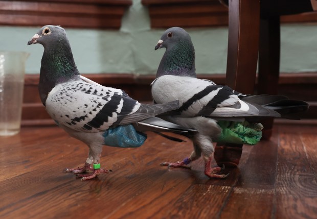 Rescued pigeons named Greta, left, and Cupcake are fitted with diapers as they walk on the floor at Susan Jicha's home in Chicago. (John J. Kim/Chicago Tribune)