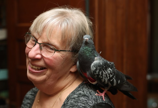 A rescued blind pigeon named Kahlo rests on Susan Jicha's shoulder at her home. (John J. Kim/Chicago Tribune)