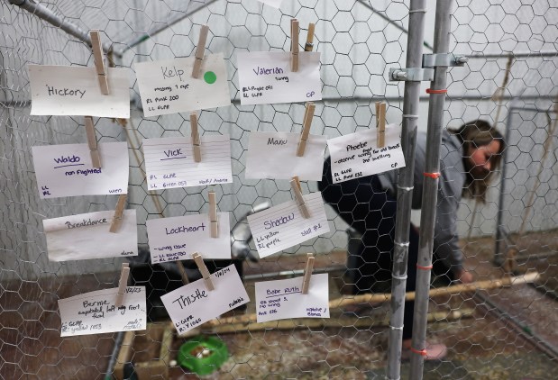 Names of injured and recovering pigeons are posted on a group cage as Blanca Uribe, vice president and medical director of Great Lakes Pigeon Rescue, works inside at the non-profit organization's rehabilitation center, Feb. 6, 2024, in Maple Park. (John J. Kim/Chicago Tribune)