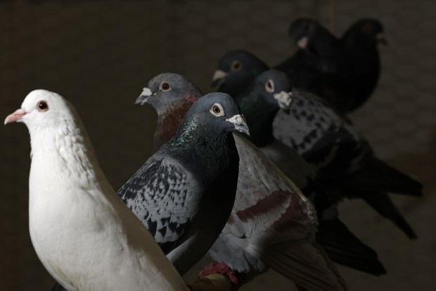 A flock of injured and recovering pigeons rest in a cage at the Great Lakes Pigeon Rescue rehabilitation center in Maple Park. (John J. Kim/Chicago Tribune)