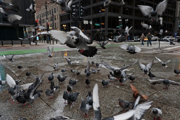 Pigeons fly through Daley Plaza on Jan. 13, 2024, in Chicago. (John J. Kim/Chicago Tribune)