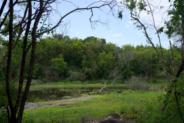 A pond, wetlands and open land in Long Grove on June 5, 2021, along the 'greenway' corridor. (Stacey Wescott/Chicago Tribune)