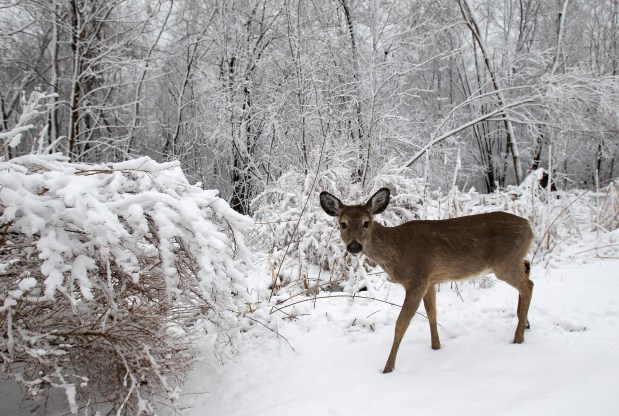 A white-tailed deer forages for food on April 14, 2014, at the Heckrodt Wetland Reserve in Menasha, Wis. (Dan Powers/AP)