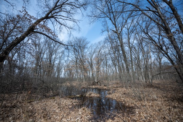 Water gathers in an area adjacent to the the Oak Savannah Trail in the Oak Ridge Prairie in Griffith on Thursday, March 30, 2023. (Kyle Telechan for the Post-Tribune)