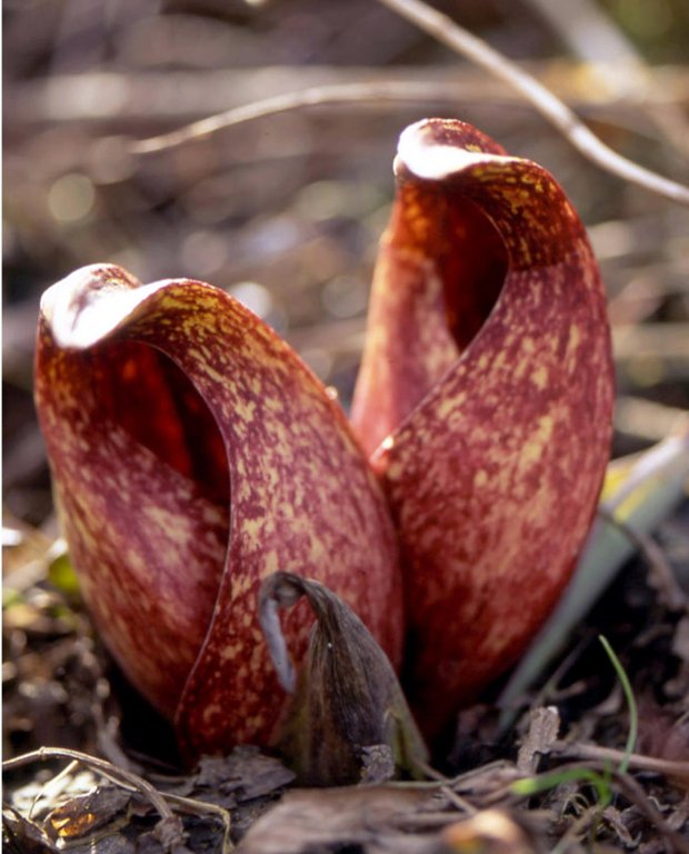 UNDATED -- March 24, 2004 -- SKUNK-CABBAGE -- Skunk cabbages are now poking up through dead leaves and sometimes, snow. They begin as stout hooded spathes, left, quickly becoming the lush and more familiar adult plants, right.