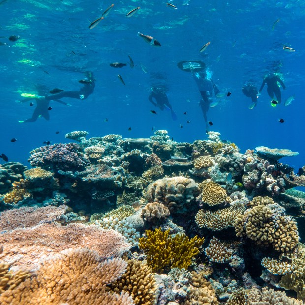 In an undated image provided by Phlip Vids and Dreamtime Dive & Snorkel, snorkelers on a Dreamtime Dive & Snorkel excursion to the Great Barrier Reef in Australia. Around the globe, travelers are looking to get beyond superficial interactions with Native cultures for more in-depth experiences, like tours led by Indigenous guides and stays at Native-owned lodges. (Phlip Vids and Dreamtime Dive & Snorkel via The New York Times) - NO SALES; FOR EDITORIAL USE ONLY WITH NYT STORY INDIGENOUS TOURISM BY MICHAEL HARMON FOR JAN. 15, 2024. ALL OTHER USE PROHIBITED. -