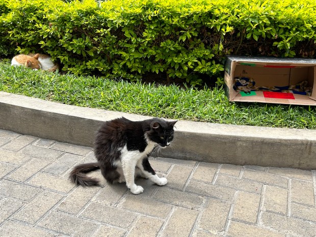 In John F. Kennedy Park, dozens of cats are free to roam and are well cared for by local volunteers. (Colleen Thomas/TNS) ** OUTS - ELSENT, FPG, TCN - OUTS **