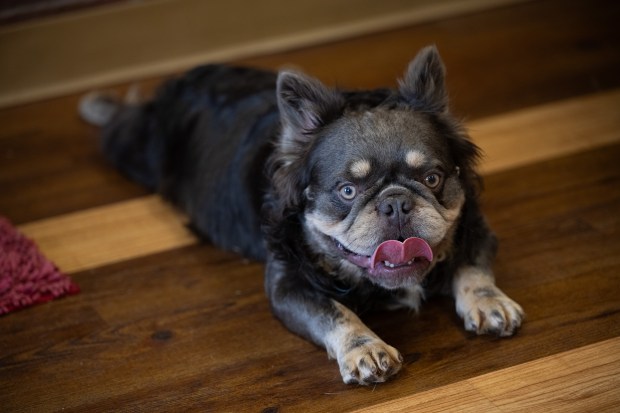 Tito, a French bulldog who was one of 39 dogs rescued from a Crown point puppy mill in May of this year, lays on the floor in the lobby of the Lake County Sheriff's Animal Adoption Center on Friday, September 29, 2023. (Kyle Telechan for the Post-Tribune)