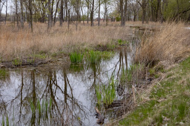 Wetland areas along the path on April 23, 2023, at Marian R. Byrnes Park in South Deering. The park is public land so it is not at risk of being developed. But it is the kind of wetland -- one that does not abut a flowing body of water -- that is no longer protected by federal regulations.(Brian Cassella/Chicago Tribune)