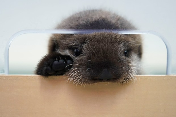 A sea otter rescued from Seldovia, Alaska, peaks from his enclosure at Shedd Aquarium, Dec. 6, 2023, in Chicago. (Erin Hooley/AP)