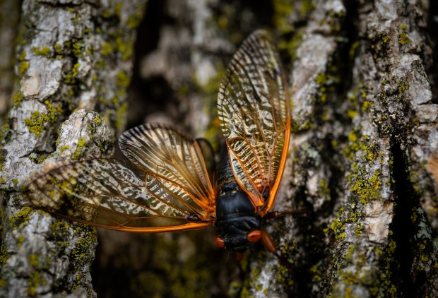 Brood X cicadas in the Danville area on June 10, 2021. (E. Jason Wambsgans/Chicago Tribune)