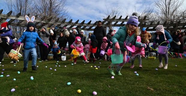 Ready, set, GO! The 10:30 a.m. egg scramble at EGGstravaganza on March 23, 2024 at Little Bear Park in Glenview. (Karie Angell Luc/Pioneer Press)