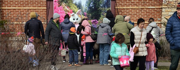 Families wait to take photos and say hello to the spring bunny at EGGstravaganza on March 23, 2024 at Little Bear Park in Glenview. (Karie Angell Luc/Pioneer Press)