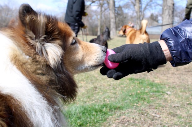 Area dogs and their owners - hunted for treat-filled eggs and had the opportunity to get their picture taken with the bunny during the Winnetka Park District's Doggy Egg hunt. (Photo by Gina Grillo)