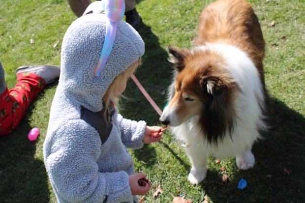 Carter Ross (2) of Winnetka shares egg treats with new friend Willy. (Photo by Gina Grillo)