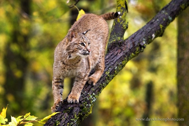 Bobcats in Illinois.