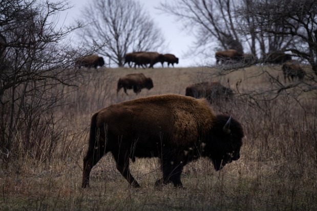 Bison graze at Nachusa Grasslands on March 7, 2024. (E. Jason Wambsgans/Chicago Tribune)