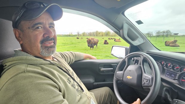 Cleo Garcia, head herdsman at Fermilab in Batavia, checks on the bison herd on Monday. Three bison calves were born recently to the herd at Fermilab. (David Sharos / For The Beacon-News)