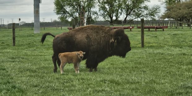 A bison calf and its mother graze at Fermilab in Batavia on Monday. Three calves were born recently to the herd that lives on the lab's property. (David Sharos / For The Beacon-News)