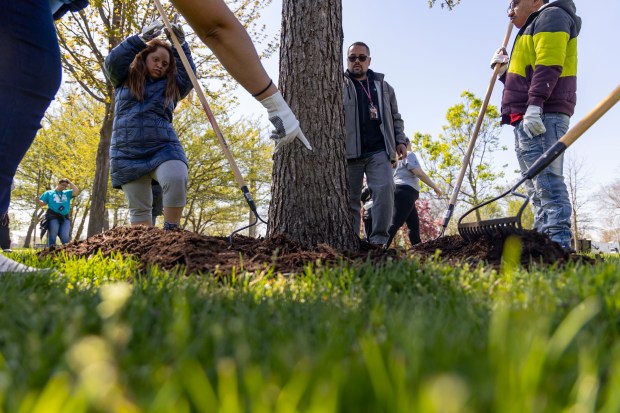 Members of AmeriCorps mulch trees with volunteers from the Association House of Chicago, a non-profit community group that provides a variety of services for adults, in Humboldt Park to celebrate Earth Day, April 22, 2024. (Brian Cassella/Chicago Tribune)