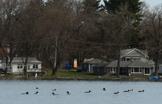 A grouping of loons float in Lake Marie on Wednesday, April 10, 2024, in Antioch. Loons are most often seen in the Chain O' Lakes in late March and early April as they migrate north. More than five dozen were spotted throughout  Lake Marie this morning. (Stacey Wescott/Chicago Tribune)