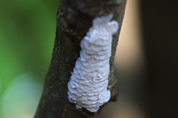 Spotted lanternfly eggs are attached to a tree at Inwood Hill Park on Sept. 26, 2022, in New York City. (Michael M. Santiago/Getty)