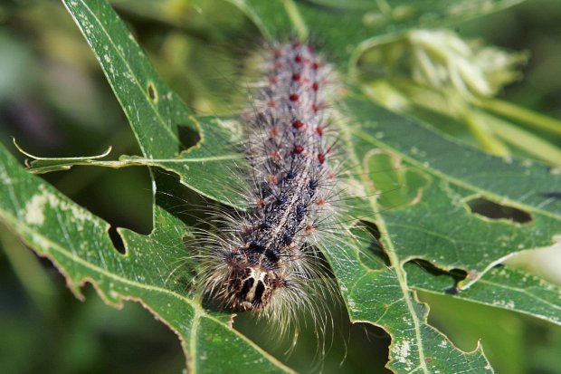 A spongy moth caterpillar crawls along partially eaten leaves of a tree in Trenton, N.J. (Mel Evans / AP)