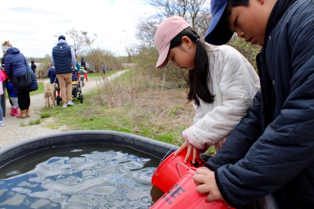 Eungyeol Cho, 9, and Yeonu Cho, 11, both from Glenview, prepare their buckets to acclimate fish to the water temperature of Lake Glenview. (Gina Grillo)