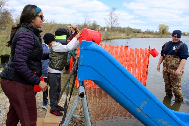 Bhami Prajapati and Jaiden Prajapati (4) from Glenview release their fish, as Erik York, Glenview Park District inspector looks on. (Gina Grillo)