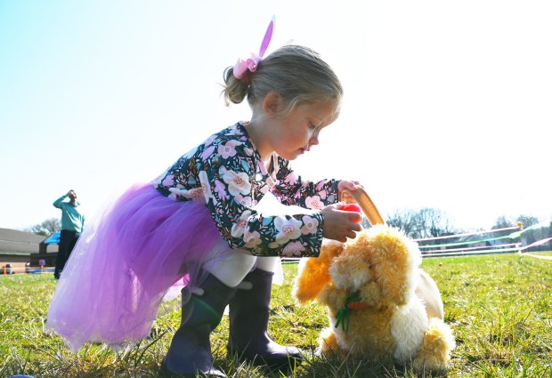 Eleanor Bos, 3, of Winnetka, is collecting 20 of her eggs at the annual Egg Hunt in Winnetka at Little Duke Field on March 30, 2024. (Karie Angell Luc/for the Pioneer Press)