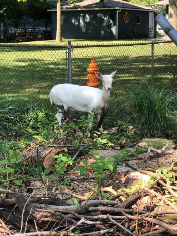 Snow the white deer was well known among residents the south side of Crown Point. Snow was euthanized on April 1 after it was determined the injuries sustained when she was hit by a car were too severe for her to be released back into the wild. (Photo courtesy of Kara Gullickson Graper)