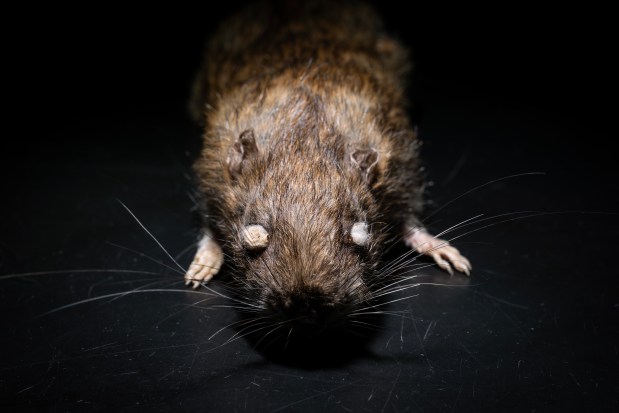A Norway rat taxidermized by Janelle Iaccino, aka The Bug Girl, at the Peggy Notebaert Nature Museum on March 26, 2024. (E. Jason Wambsgans/Chicago Tribune)