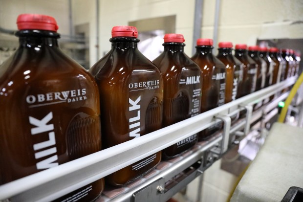 Amber glass bottles of white milk roll through the bottling assembly line at the Oberweis Dairy facility in North Aurora, Wednesday, March 1, 2017. Oberweis Dairy is changing their glass milk bottles displayed in grocery stores to amber glass. They believe that the amber glass will preserve the taste of the mil,.(Antonio Perez/ Chicago Tribune)