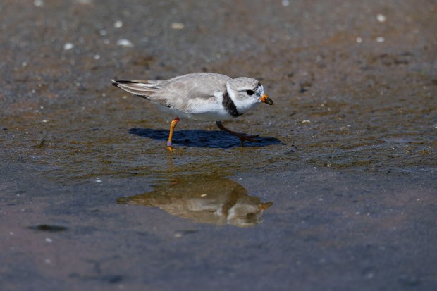 Imani, a piping plover, walks in the water in the Montrose Beach Dunes Natural Area on July 27, 2023. (Eileen T. Meslar/Chicago Tribune)