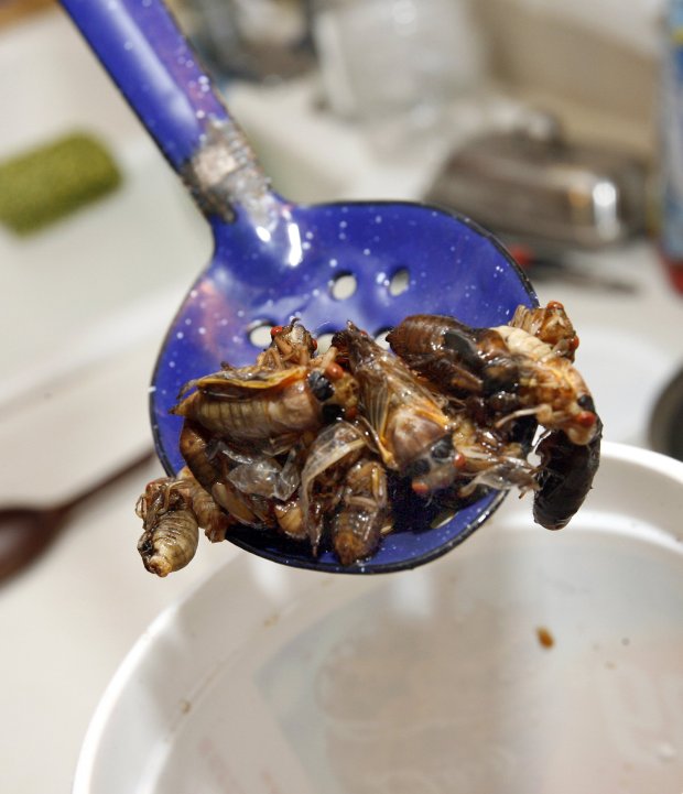 Kirk Moore, of Warrenville, prepares cicadas on May 25, 2007. (Antonio Perez/Chicago Tribune)