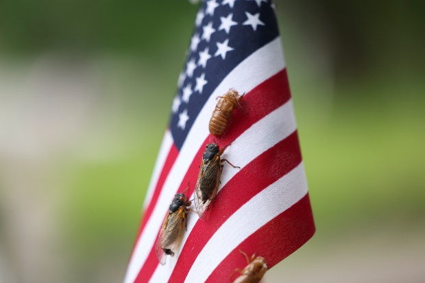 Cicadas and cicada shells perch on an American flag along Longwood Drive after the Beverly/Morgan Park Memorial Day parade on May 27, 2024. (Eileen T. Meslar/Chicago Tribune)