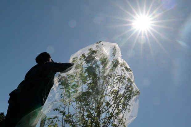 Horticulturist Rachelle Frosch demonstrates how to gently place fine-mesh netting around young and or vulnerable trees, during a news conference at Morton Arboretum in Lisle on April 30, 2024. (Antonio Perez/Chicago Tribune)