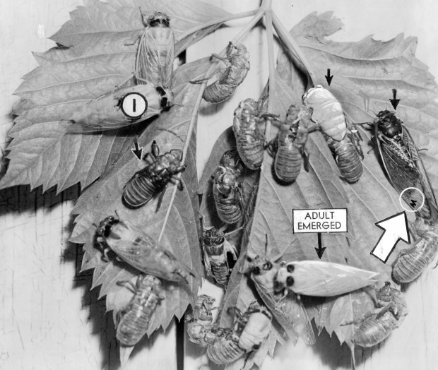 Stages of 17-year cicadas are shown in 1939 in Flossmoor in a Chicago Tribune info-graphic. (Chicago Tribune)