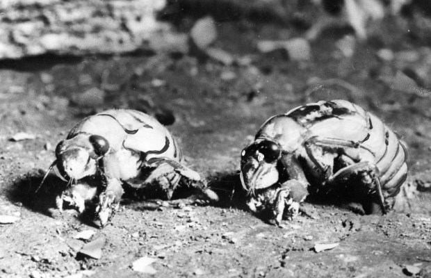 Two 17-year cicadas emerge in 1956. (Hollahan photo)