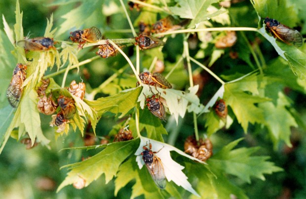 Cicadas in a tree on June 1, 1990 in Beverly. (Nancy Stone/Chicago Tribune)