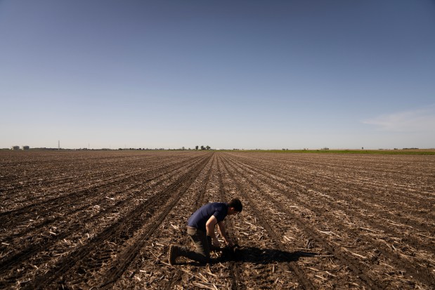 Reid Thompson, a farmer in central Illinois, checks the progress of corn seed at a farm in Gibson City on May 8, 2024. (E. Jason Wambsgans/Chicago Tribune)