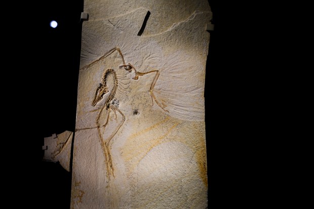 The new Archaeopteryx fossil from the Solnhofen Limestone deposits in southern Germany which is now on display at the Field Museum on May 6, 2024. (Eileen T. Meslar/Chicago Tribune)