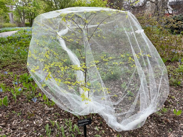 To protect a young tree from damage by egg-laying cicadas, wrap it in fine-mesh netting as soon as possible. Remove the netting in a few weeks when the cicadas from this year's emergence have died. (Beth Botts)
