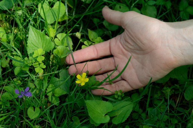 False wild strawberry flowers in the un-mowed backyard of Annette Peterson, in Riverside on May 8, 2024. (Antonio Perez/Chicago Tribune)