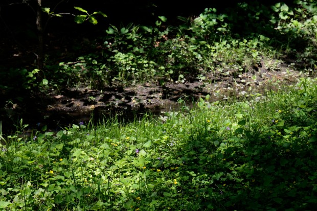 Violets and false wild strawberry flowers in the un-mowed backyard of Annette Peterson, in Riverside on May 8, 2024. (Antonio Perez/Chicago Tribune)